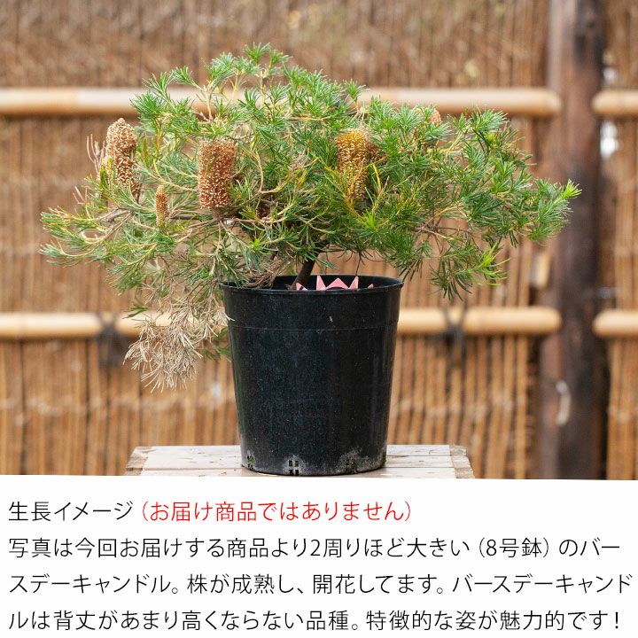 来年は値上げします】バンクシア