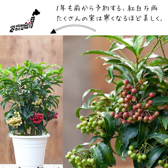 000000002612-02.jpg?size=l&w=