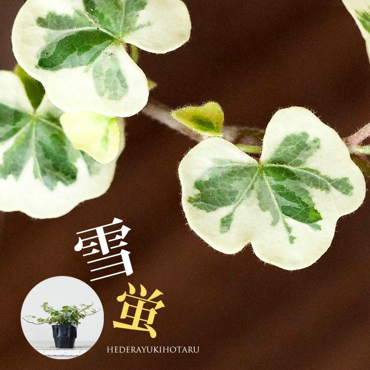 フィットニア｜ピンク葉など5種類の寄せ植え：育て方付きe-花屋