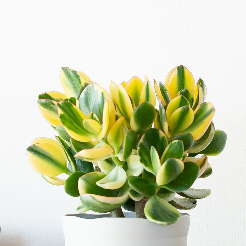 000000002647-06.jpg?size=m&w=