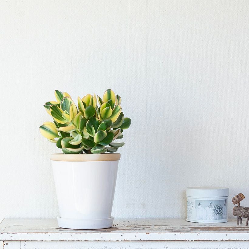 000000002647-09.jpg?size=l&w=