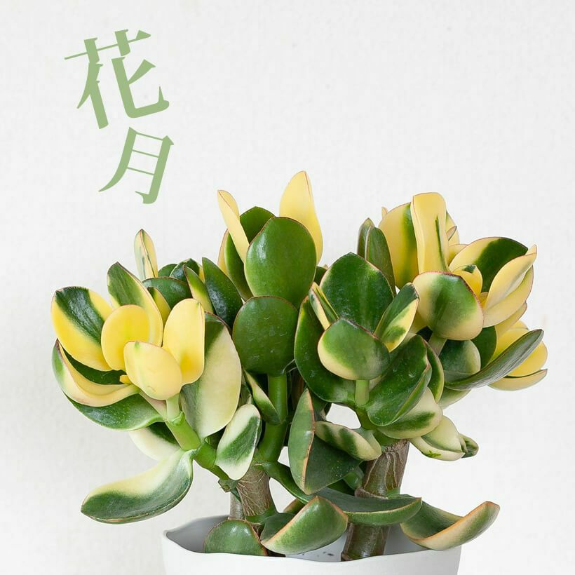 ④金のなる木（花芽付き）極太 【公式通販】