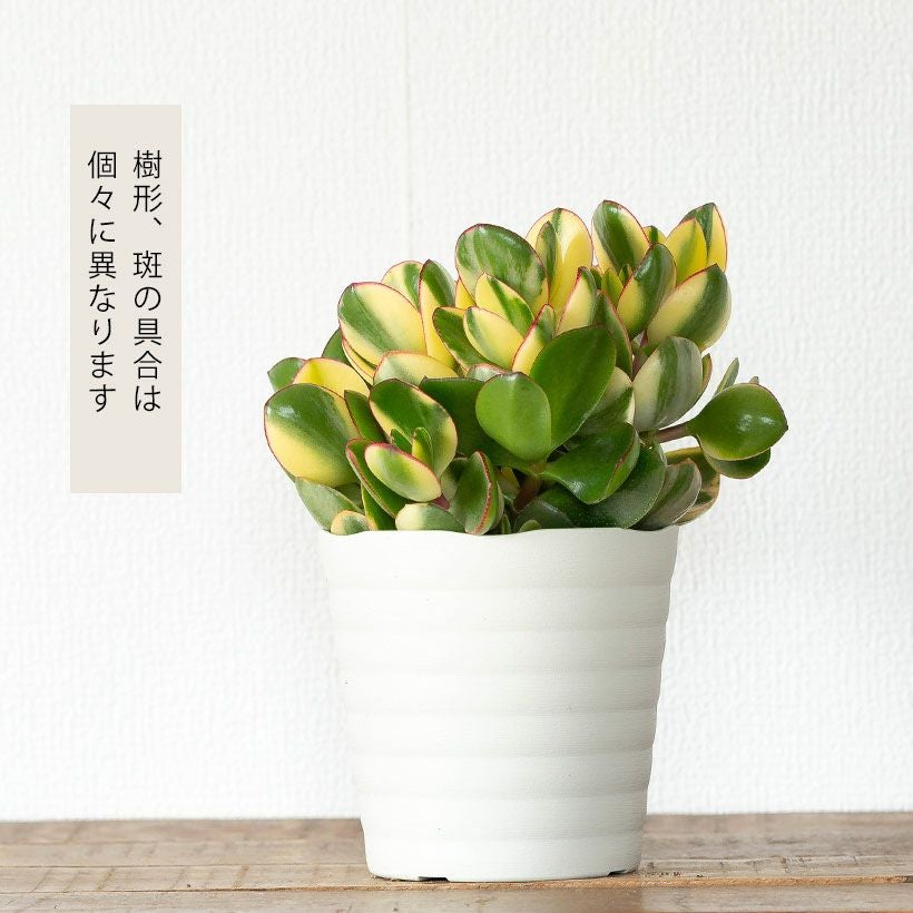 金のなる木：キラメキ｜黄金色の斑が入る種類｜e-花屋さん