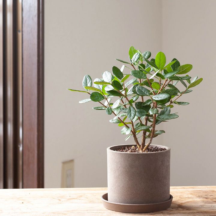 000000002693-04.jpg?size=l&w=