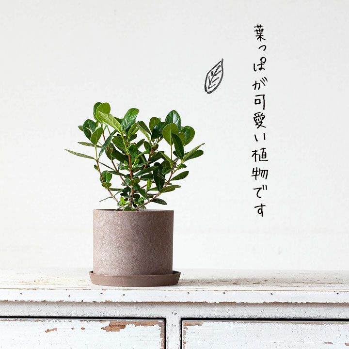 フェイジョアを観葉植物として育てる提案です｜[公式] e-花屋さん