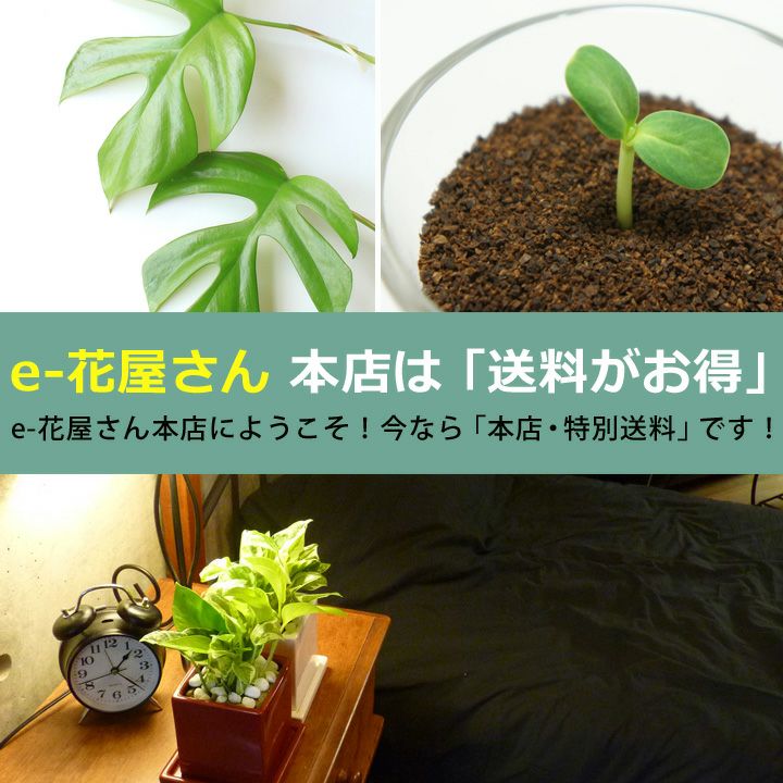 フェイジョアを観葉植物として育てる提案です｜[公式] e-花屋さん
