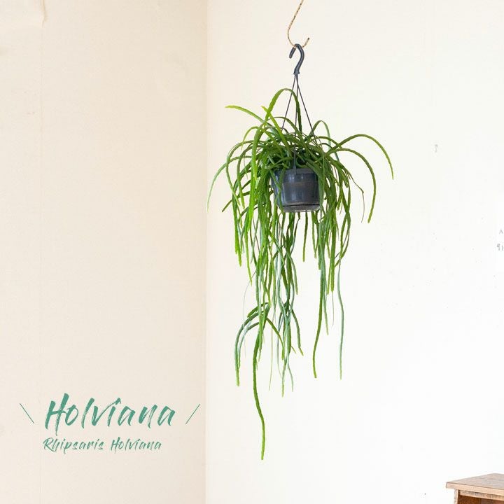 000000002695-01.jpg?size=m&w=