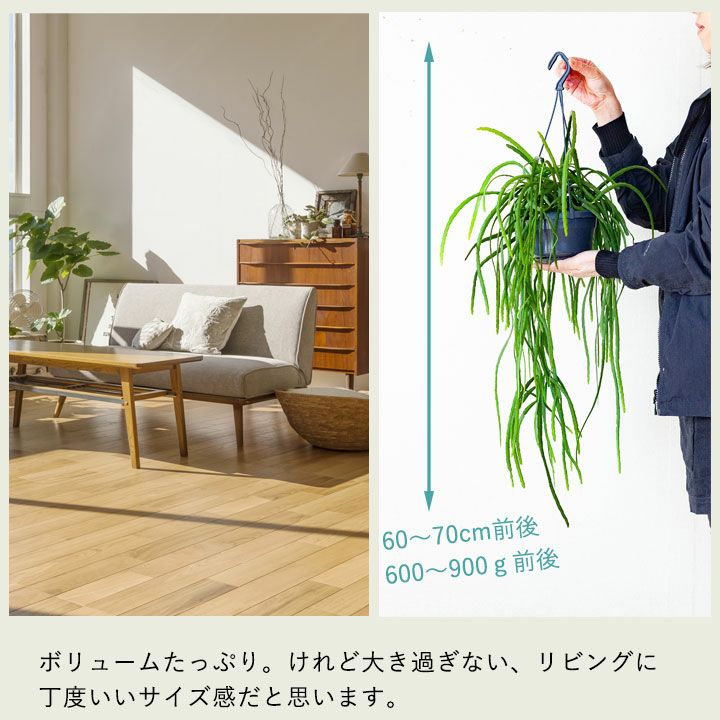 リプサリス・ホルビアーナ | [公式]e-花屋さん