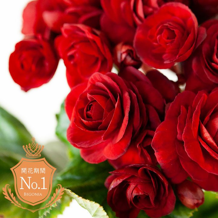 薔薇をも超える、美しいベゴニア「レ・ミゼラブル」 | [公式]e-花屋さん