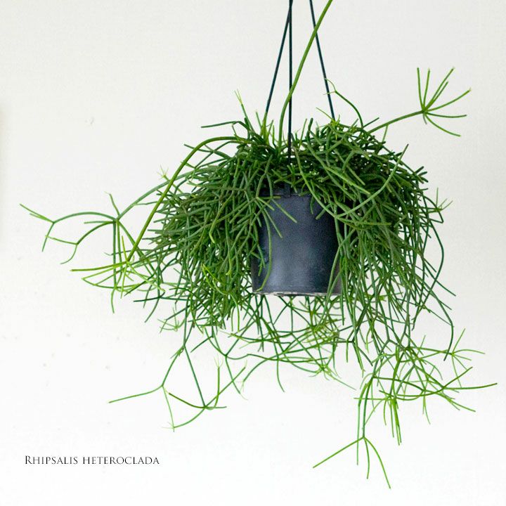 000000002716-01.jpg?size=m&w=