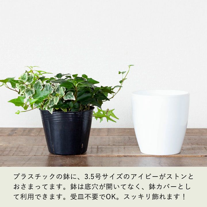 アイビー『3種』寄せ植え｜予約中！鉢も可愛い室内観葉e-花屋さん