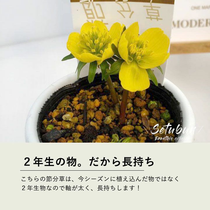 キバナセツブンソウ（黄花節分草）エランティス・ヒエマリス