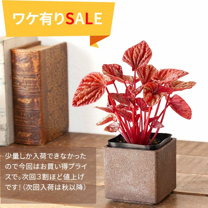 ペペロミア人気14種（育て方付き）観葉植物サダソウ属｜e花屋さん