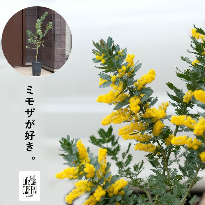 000000002762-01.jpg?size=m&w=