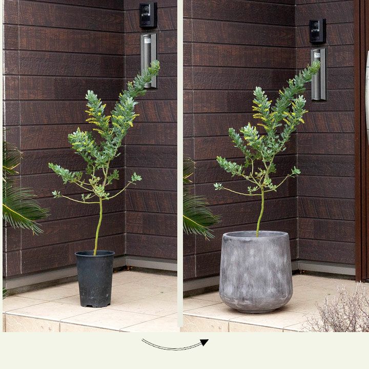 ミモザアカシア「開花見込み株」初心者にお勧め6号鉢。銀葉が美しい