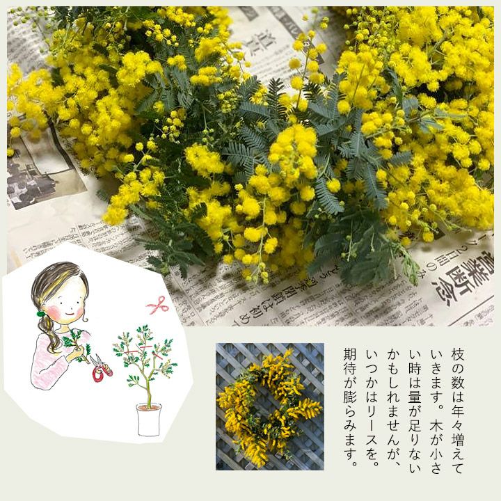 ミモザアカシア「開花見込み株」初心者にお勧め6号鉢。銀葉が美しい