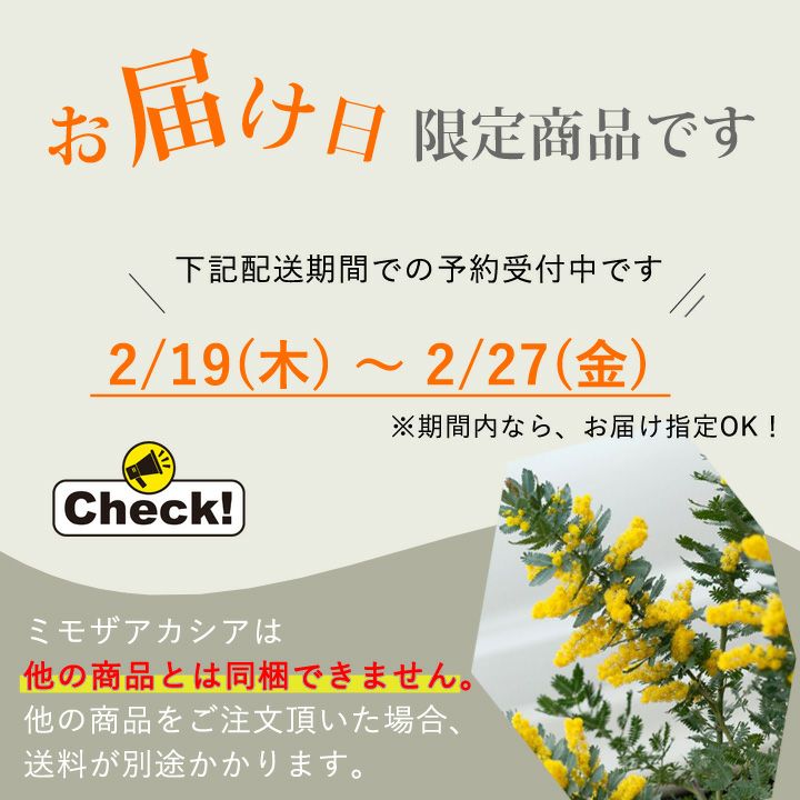 ミモザアカシア「開花見込み株」初心者にお勧め6号鉢。銀葉が美しい