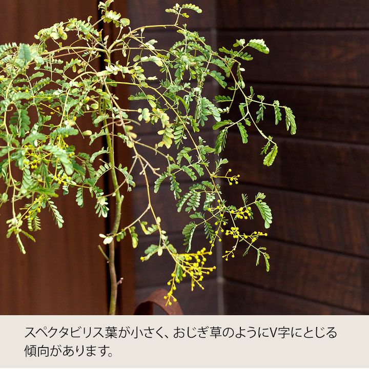 アカシアスペクタビリス鉢植え｜育て方付き耐寒性強：予約販売1月～