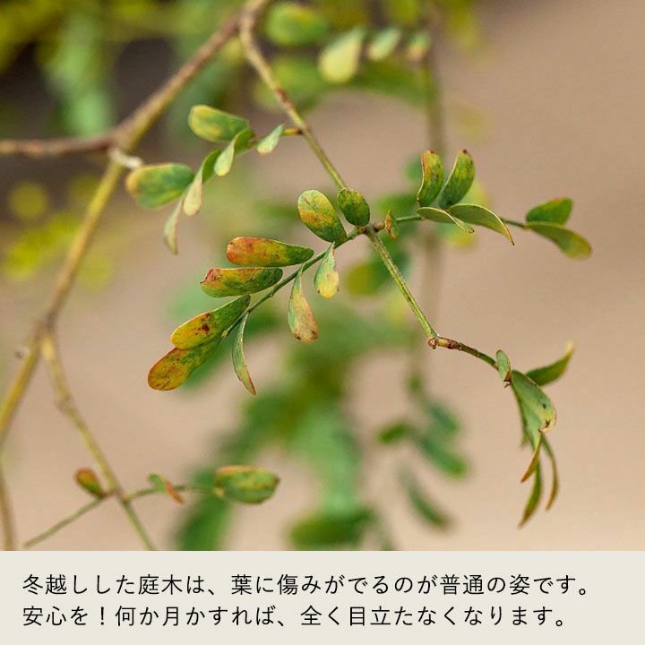 アカシアスペクタビリス鉢植え｜育て方付き耐寒性強：予約販売1月～