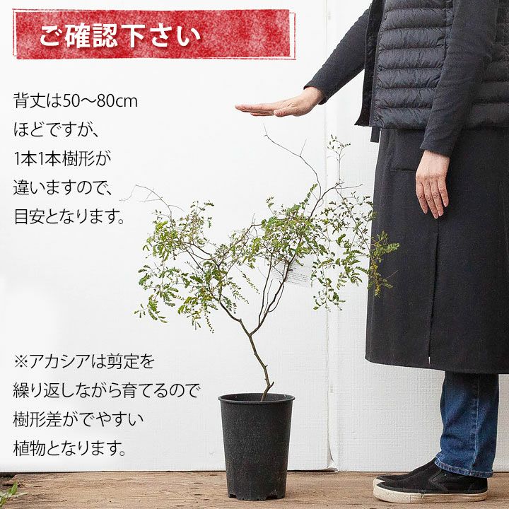 予約ページ　アカシアスペクタビリス　予約 アカシアスペクタビリス鉢植え｜育て方付き耐寒性強：予約販売1月～