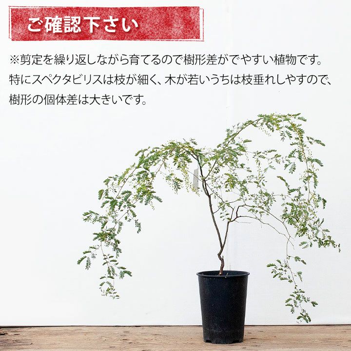 アカシアスペクタビリス鉢植え｜育て方付き耐寒性強：予約販売1月～