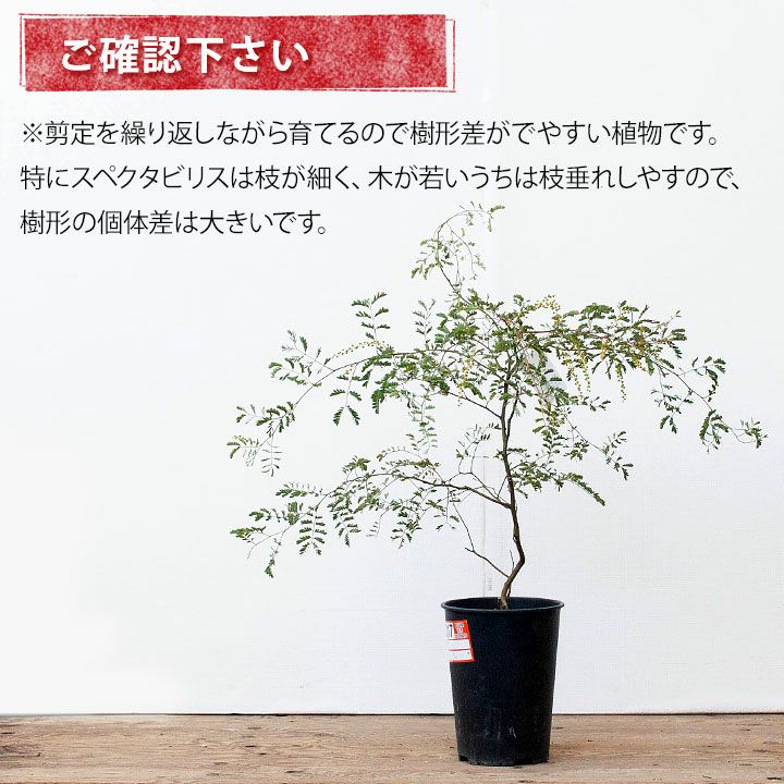 アカシアスペクタビリス鉢植え｜育て方付き耐寒性強：予約販売1月～