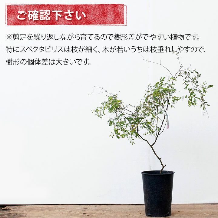 アカシアスペクタビリス鉢植え｜育て方付き耐寒性強：予約販売1月～
