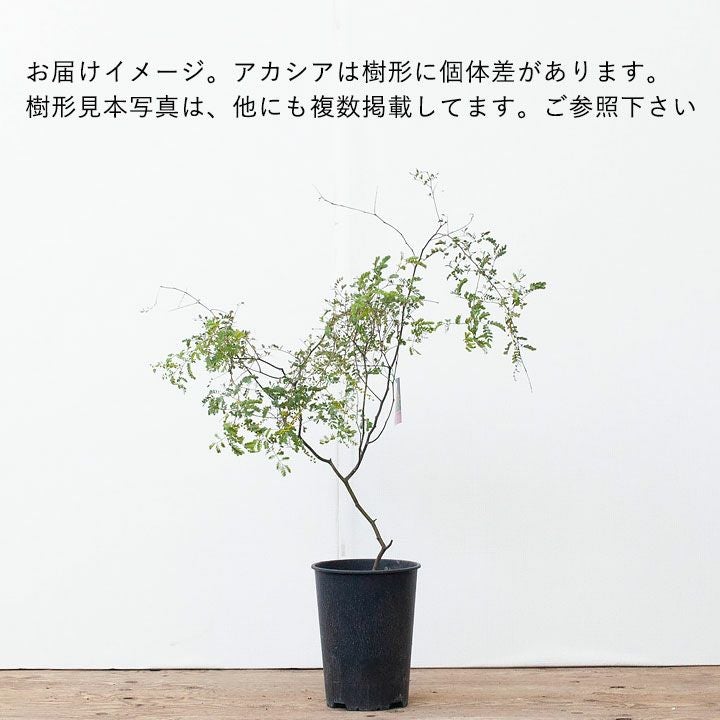 アカシアスペクタビリス鉢植え｜育て方付き耐寒性強：予約販売1月～