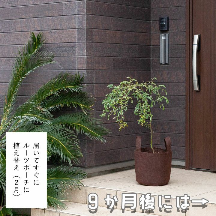 アカシアスペクタビリス鉢植え｜育て方付き耐寒性強：予約販売1月～