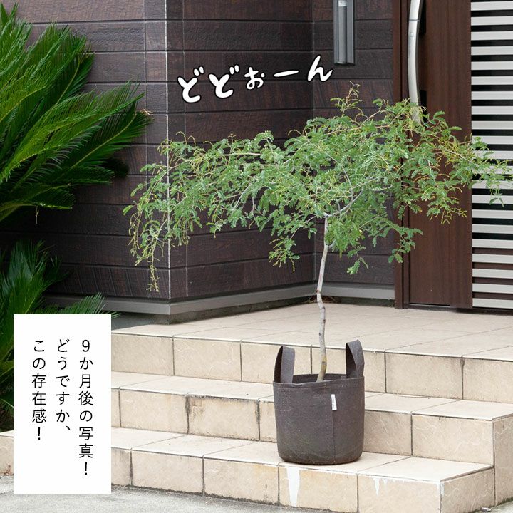 アカシアスペクタビリス鉢植え｜育て方付き耐寒性強：予約販売1月～