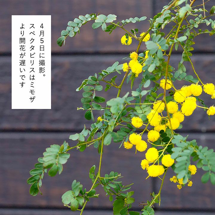 アカシアスペクタビリス鉢植え｜育て方付き耐寒性強：予約販売1月～