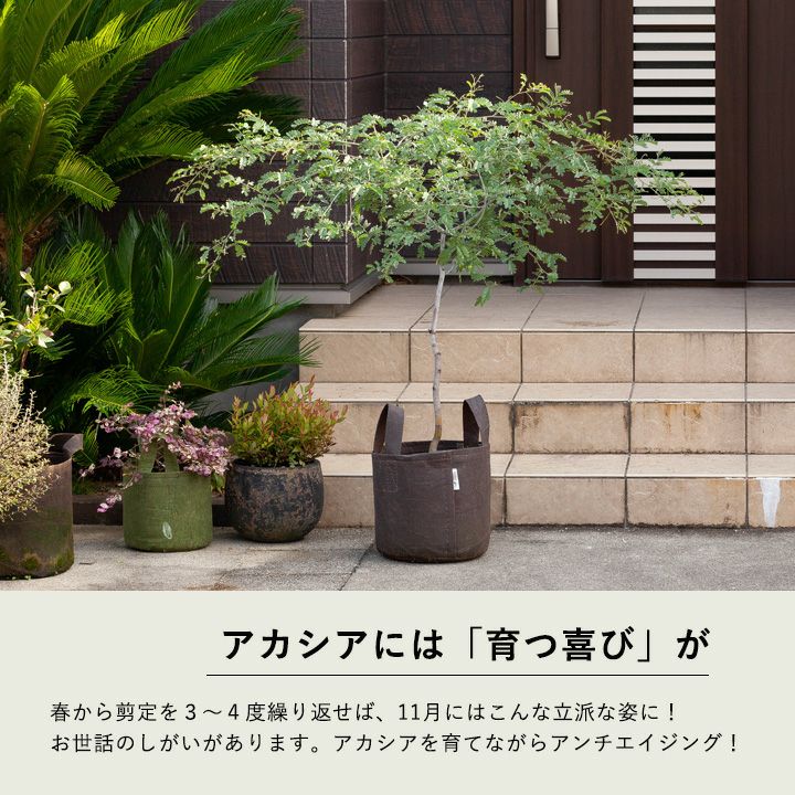 アカシアスペクタビリス鉢植え｜育て方付き耐寒性強：予約販売1月～