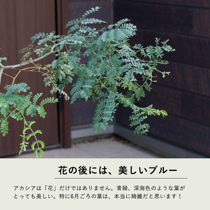 アカシアスペクタビリス鉢植え｜育て方付き耐寒性強：予約販売1月～