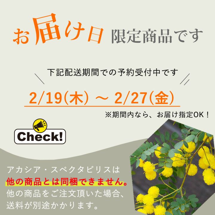 予約ページ　アカシアスペクタビリス　予約 アカシアスペクタビリス鉢植え｜育て方付き耐寒性強：予約販売1月～