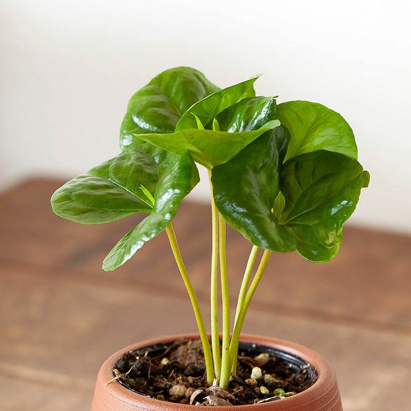 コーヒーの木｜育て方付き。初心者向き観葉植物。e-花屋さん