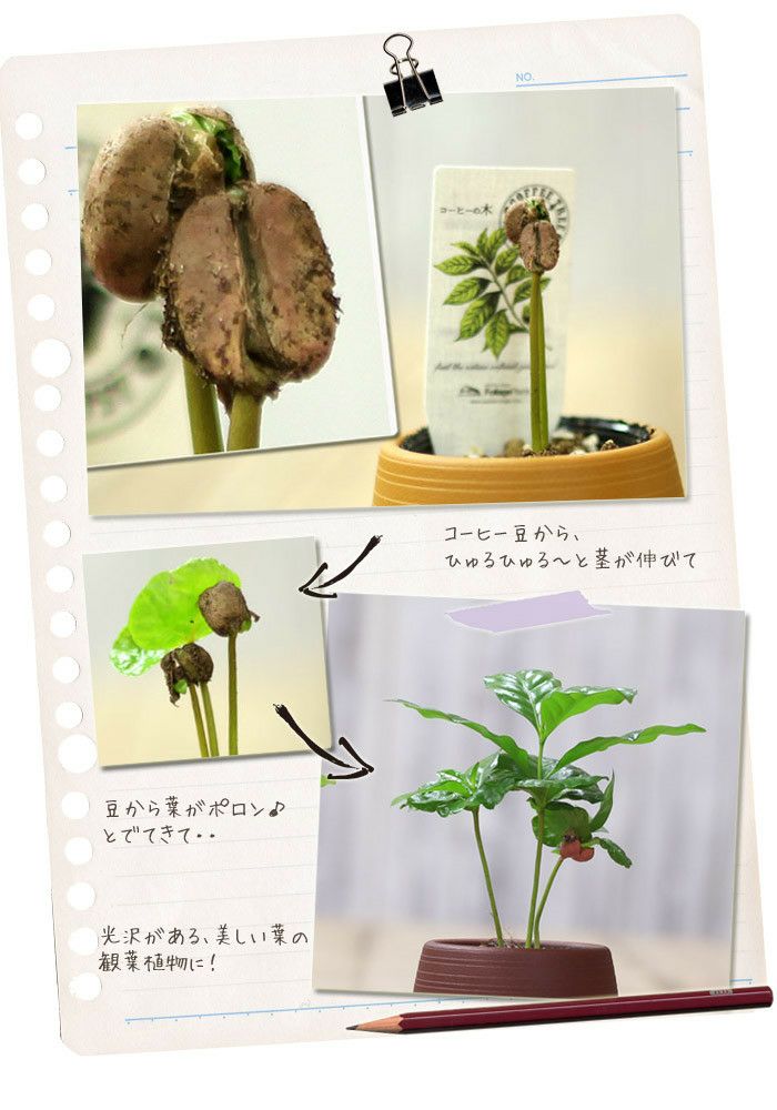 コーヒーの木｜育て方付き。初心者向き観葉植物。e-花屋さん