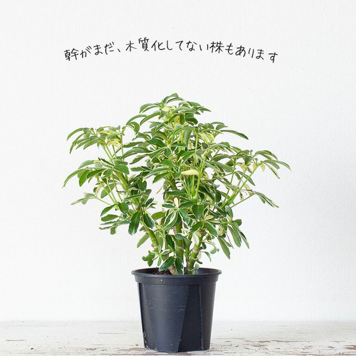 シェフレラ人気3種！ジェニーネにムーンドロップ。コンパクタ！