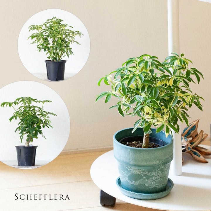 シェフレラ人気3種！ジェニーネにムーンドロップ。コンパクタ！