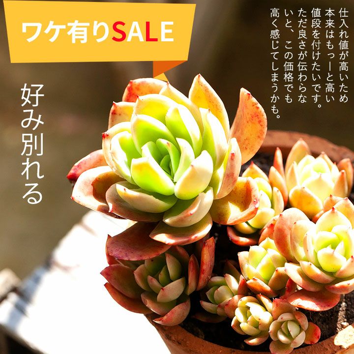 ゴールデングロウ（多肉植物）暖地は地植え可！育て方付きe花屋