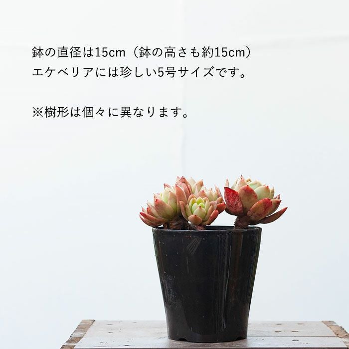 ゴールデングロウ（多肉植物）暖地は地植え可！育て方付きe花屋