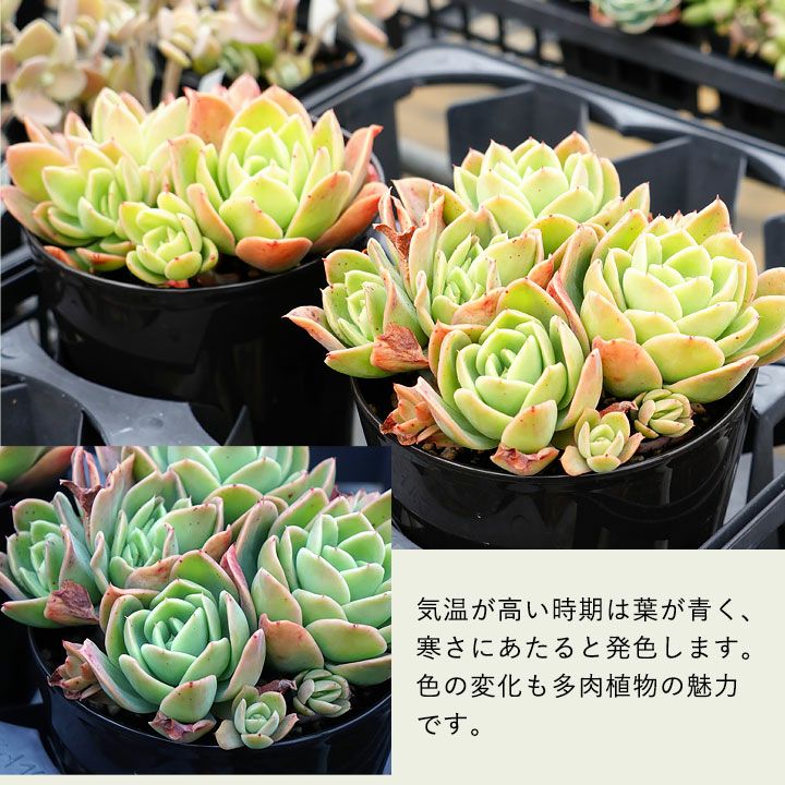 ゴールデングロウ（多肉植物）暖地は地植え可！育て方付きe花屋