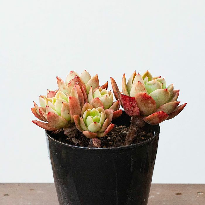 ゴールデングロウ（多肉植物）暖地は地植え可！育て方付きe花屋