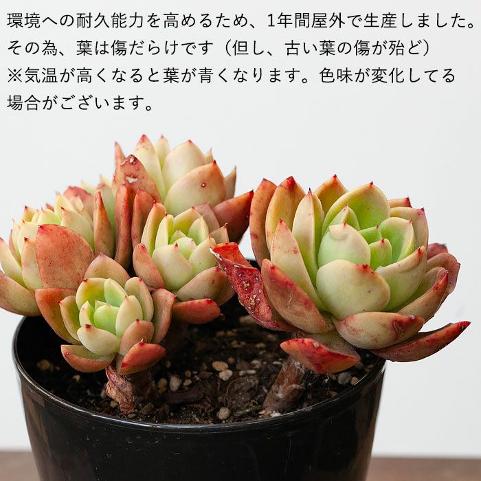 ゴールデングロウ（多肉植物）暖地は地植え可！育て方付きe花屋