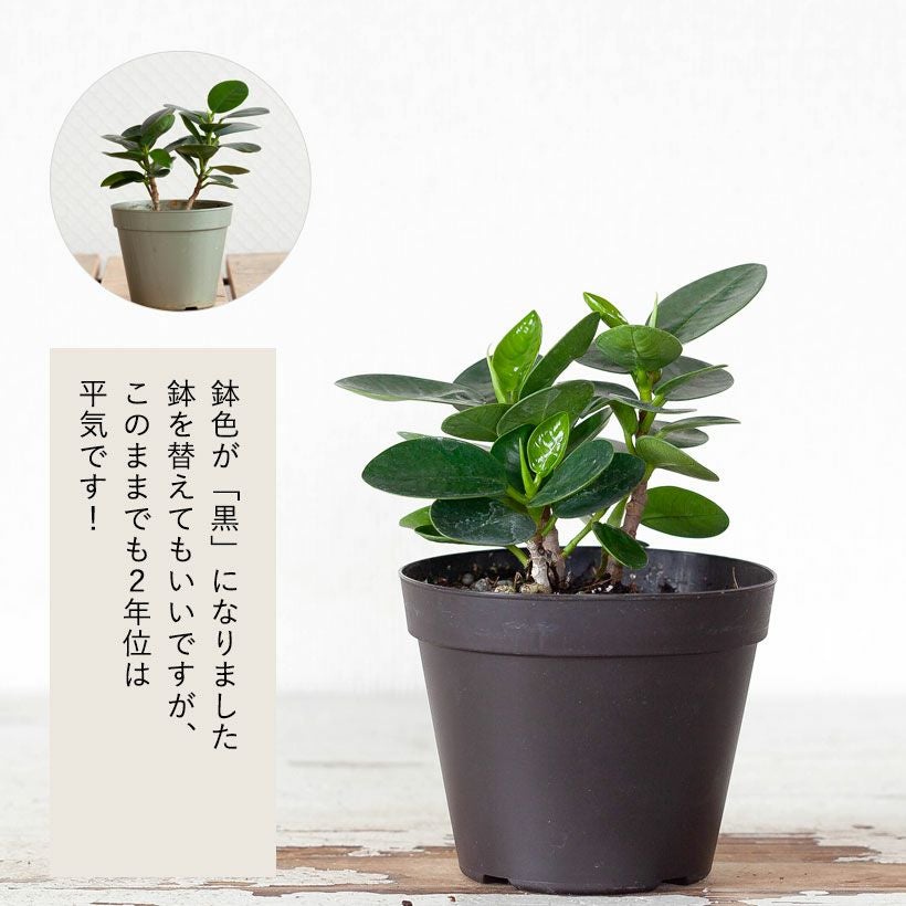 パンダガジュマル育て方（剪定・植え替え）付き｜春秋販売：売切れ時は予約