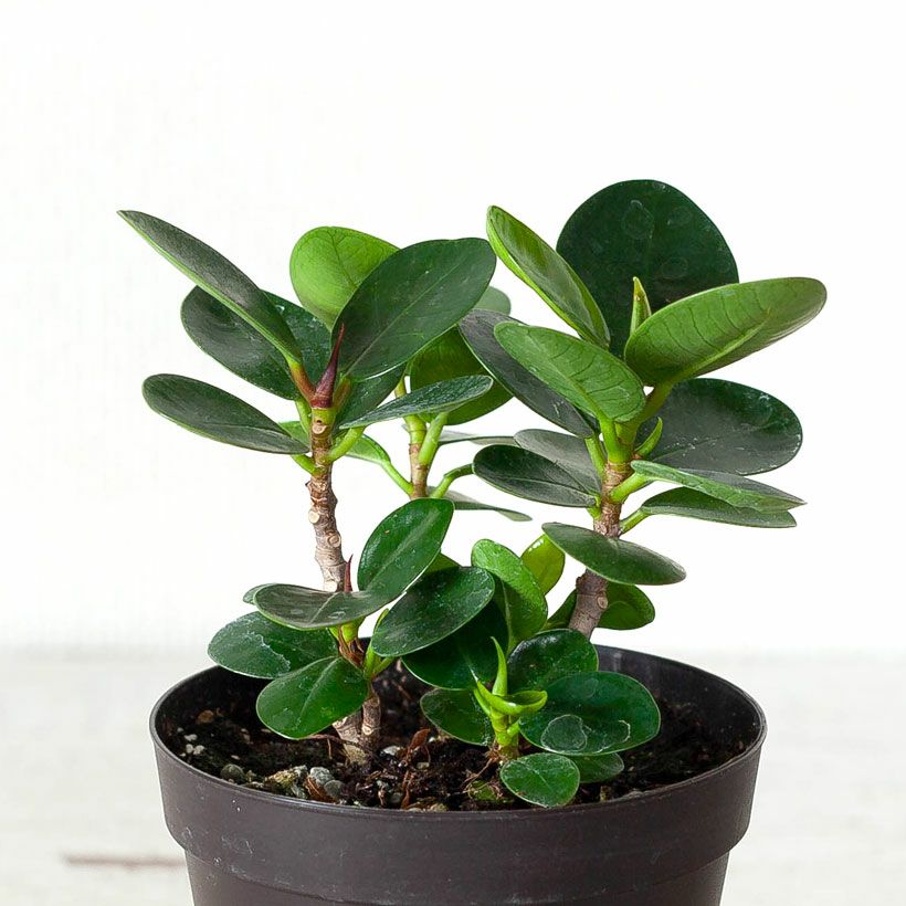 パンダガジュマル育て方（剪定・植え替え）付き｜春秋販売：売切れ時は予約