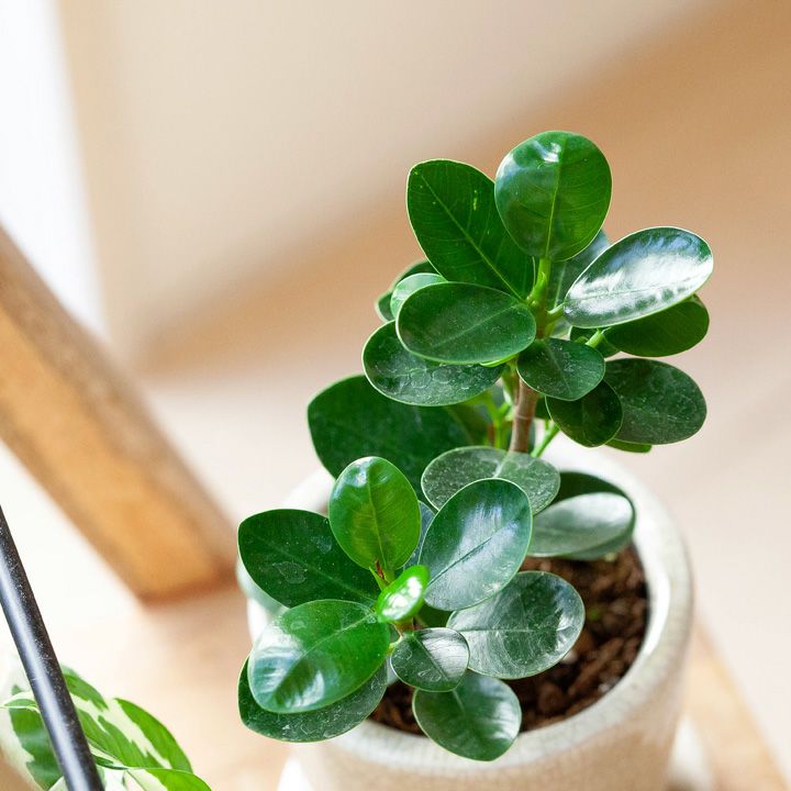 パンダガジュマル育て方（剪定・植え替え）付き｜春秋販売：売切れ時は予約