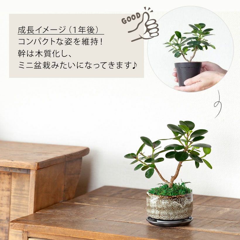 パンダガジュマル育て方（剪定・植え替え）付き｜春秋販売：売切れ時は予約