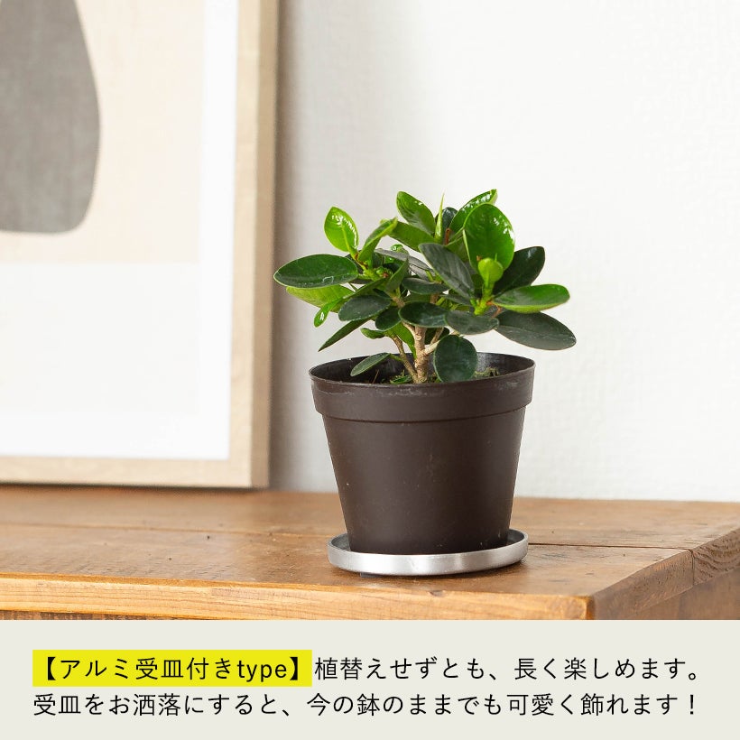パンダガジュマル育て方（剪定・植え替え）付き｜春秋販売：売切れ時は予約