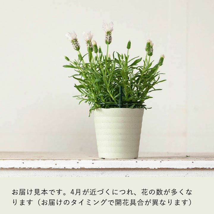 白いラベンダー（フレンチ)ラベラピュアホワイト【予約中3月販売】