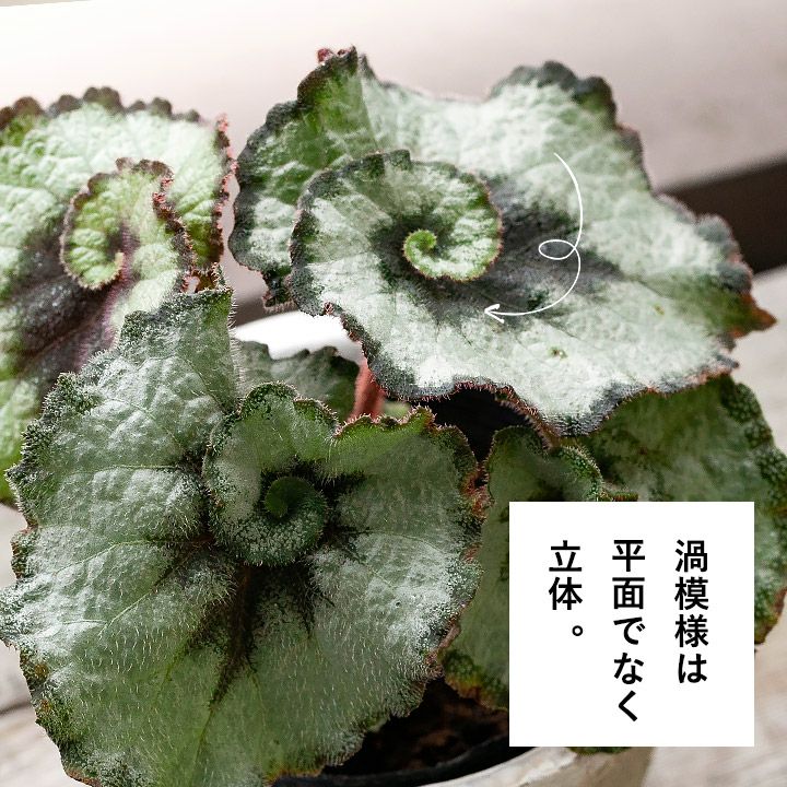 000000002862-04.jpg?size=l&w=